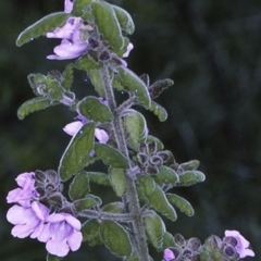 Prostanthera incana (Velvet Mint-bush) at Bomaderry Creek Regional Park - 14 Sep 1996 by BettyDonWood