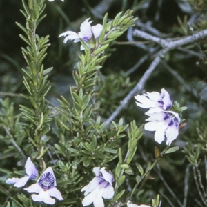 Prostanthera saxicola var. montana at Morton National Park - 19 Mar 1997