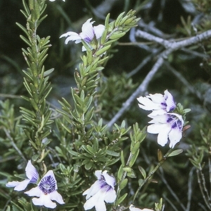 Prostanthera saxicola var. montana at Morton National Park - 19 Mar 1997 12:00 AM