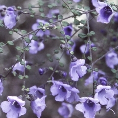 Prostanthera violacea (Violet Mint-bush) at Conjola National Park - 30 Sep 1997 by BettyDonWood