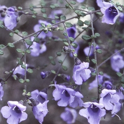 Prostanthera violacea (Violet Mint-bush) at Conjola National Park - 30 Sep 1997 by BettyDonWood