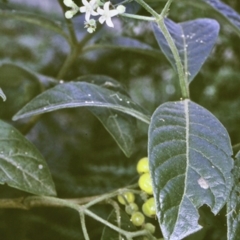 Psychotria loniceroides (Hairy Psychotria) at Murramarang National Park - 20 Mar 1997 by BettyDonWood