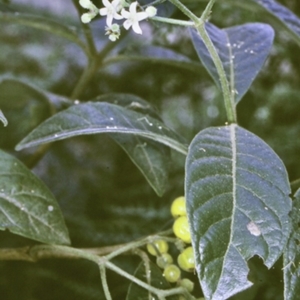 Psychotria loniceroides at Murramarang National Park - 20 Mar 1997