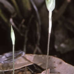 Pterostylis concinna (Trim Greenhood) at Mogo State Forest - 9 Jul 1997 by BettyDonWood