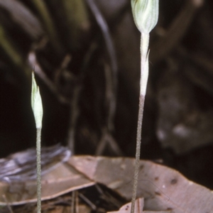 Pterostylis concinna at Mogo State Forest - suppressed