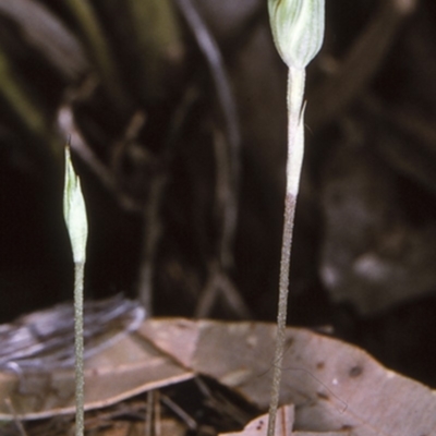 Pterostylis concinna (Trim Greenhood) at Mogo State Forest - 8 Jul 1997 by BettyDonWood