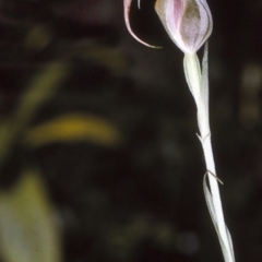 Pterostylis longipetala (Small Autumn-greenhood) at Mogo State Forest - 8 Jul 1997 by BettyDonWood