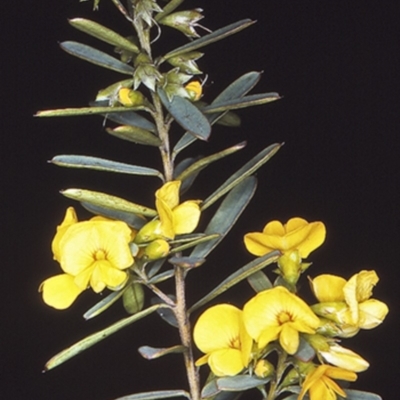 Pultenaea flexilis (Graceful Bush-pea) at - 1 Oct 1997 by BettyDonWood