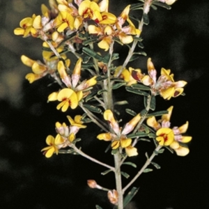 Pultenaea retusa at Basin View, NSW - 17 Sep 1996