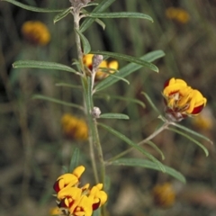 Pultenaea rosmarinifolia (Rosemary bush-pea) at Yerriyong State Forest - 25 Oct 1996 by BettyDonWood