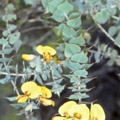 Pultenaea spinosa (Spiny Bush-pea, Grey Bush-pea) at Yadboro State Forest - 16 Nov 1997 by BettyDonWood