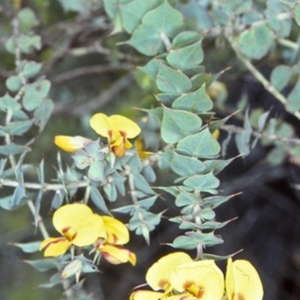 Pultenaea spinosa at Yadboro State Forest - 17 Nov 1997