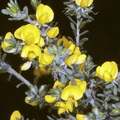 Pultenaea villosa (Hairy Bush-pea) at Jervis Bay National Park - 14 Sep 1996 by BettyDonWood