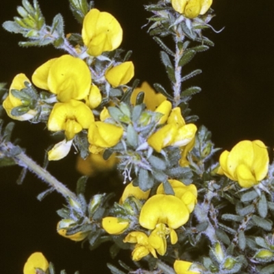 Pultenaea villosa (Hairy Bush-pea) at Jervis Bay National Park - 14 Sep 1996 by BettyDonWood