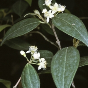 Rhodamnia rubescens at South Brooman State Forest - 13 Nov 1996 12:00 AM