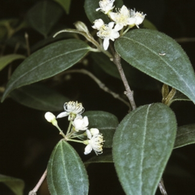 Rhodamnia rubescens (Scrub Turpentine, Brown Malletwood) at South Brooman State Forest - 12 Nov 1996 by BettyDonWood