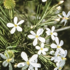 Ricinocarpos pinifolius (Wedding Bush) at Burrill Lake, NSW - 8 Jul 1996 by BettyDonWood