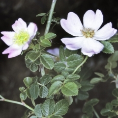 Rosa rubiginosa (Sweet Briar, Eglantine) at Merricumbene, NSW - 20 Nov 1996 by BettyDonWood