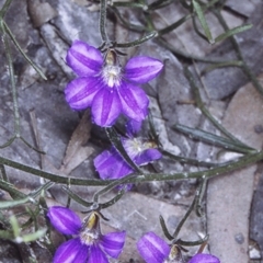 Scaevola ramosissima (Hairy Fan-flower) at Currowan State Forest - 26 Dec 1995 by BettyDonWood