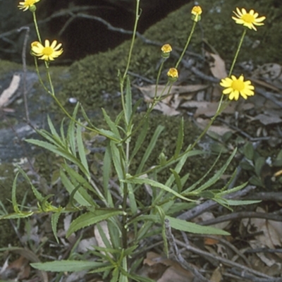 Senecio madagascariensis (Madagascan Fireweed, Fireweed) at North Nowra, NSW - 26 Dec 1995 by BettyDonWood
