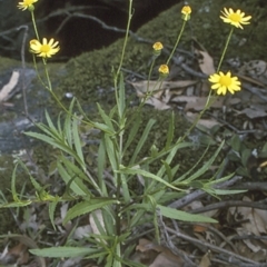 Senecio madagascariensis (Fireweed) at North Nowra, NSW - 26 Dec 1995 by BettyDonWood