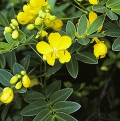 Senna septemtrionalis (Winter Senna, Arsenuc Bush) at Bomaderry Creek Regional Park - 16 Mar 1997 by BettyDonWood