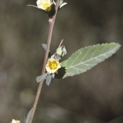 Sida rhombifolia (Paddy's Lucerne, Arrow-leaf Sida) at Brooman, NSW - 17 Mar 1996 by BettyDonWood