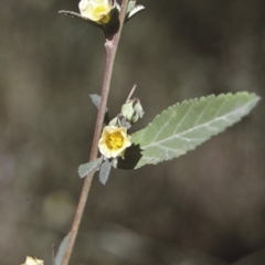 Paddy's Lucerne, Common Sida - Weeds Australia