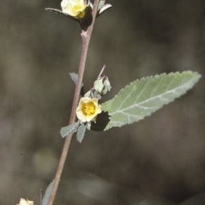Sida rhombifolia at Brooman, NSW - 18 Mar 1996