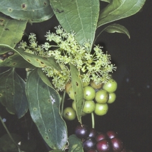 Smilax australis at Conjola National Park - 17 Sep 1996 12:00 AM