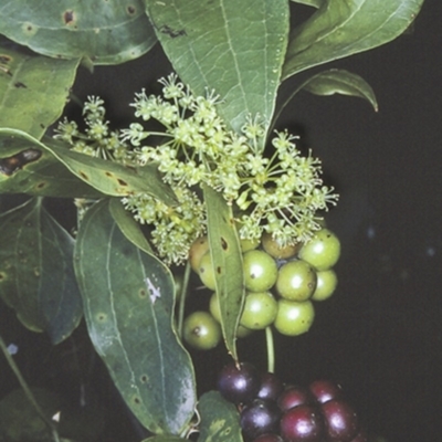 Smilax australis (Barbed-Wire Vine) at Conjola National Park - 16 Sep 1996 by BettyDonWood