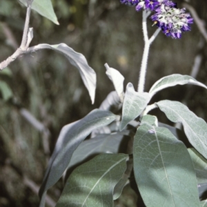 Solanum mauritianum at Brooman, NSW - 18 Mar 1996