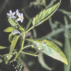 Solanum nodiflorum (Glossy Nightshade) at North Nowra, NSW - 28 Apr 1996 by BettyDonWood