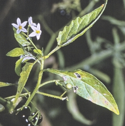 Solanum nodiflorum (Glossy Nightshade) at North Nowra, NSW - 28 Apr 1996 by BettyDonWood