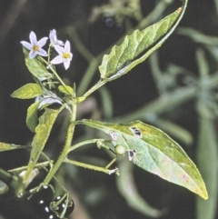 Solanum nodiflorum (Glossy Nightshade) at North Nowra, NSW - 27 Apr 1996 by BettyDonWood