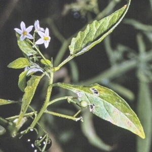 Solanum nodiflorum at Bomaderry Creek Regional Park - 28 Apr 1996