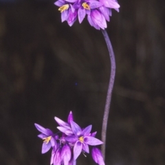 Sowerbaea juncea (Vanilla Lily) at Tianjara, NSW - 10 Aug 1996 by BettyDonWood