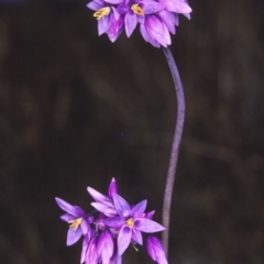 Sowerbaea juncea (Vanilla Lily) at Tianjara, NSW - 9 Aug 1996 by BettyDonWood