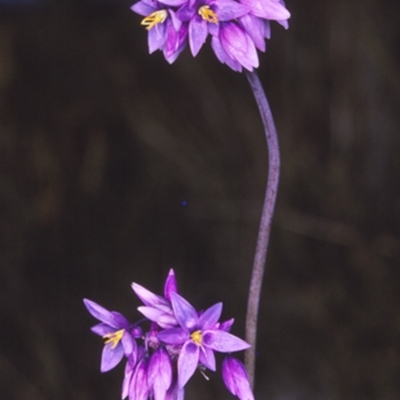 Sowerbaea juncea (Vanilla Lily) at Tianjara, NSW - 10 Aug 1996 by BettyDonWood
