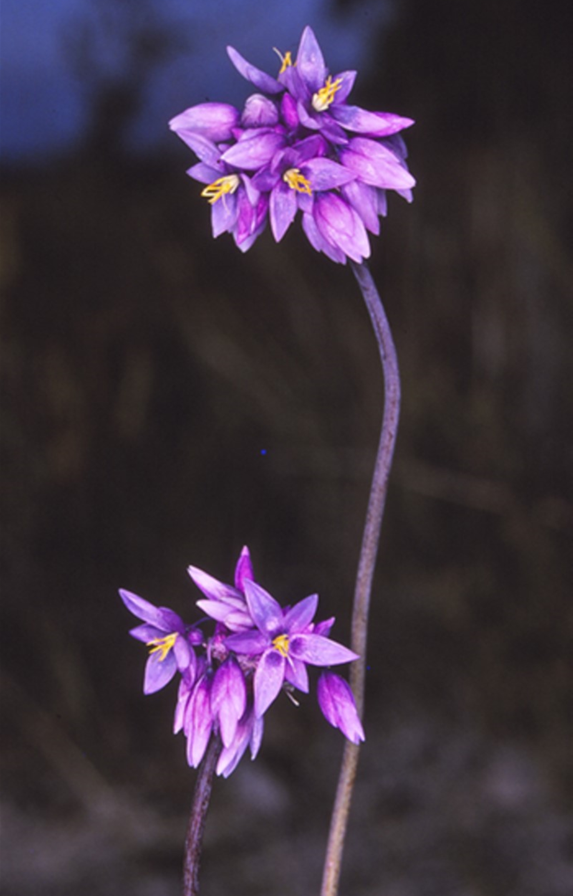 Sowerbaea juncea at Tianjara, NSW - 10 Aug 1996 12:00 AM