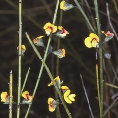 Sphaerolobium vimineum (Globe Pea) at Morton National Park - 14 Nov 1996 by BettyDonWood