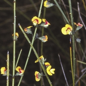 Sphaerolobium vimineum at Morton National Park - 14 Nov 1996