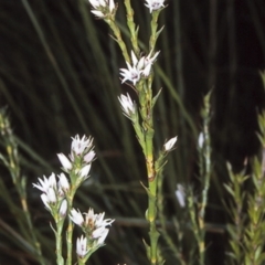 Sprengelia incarnata (Pink Swamp-heath) at Morton National Park - 29 Sep 1997 by BettyDonWood