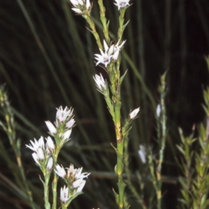 Sprengelia incarnata at Morton National Park - 30 Sep 1997