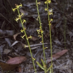 Stackhousia viminea (Slender Stackhousia) at Yerriyong, NSW - 25 Oct 1996 by BettyDonWood