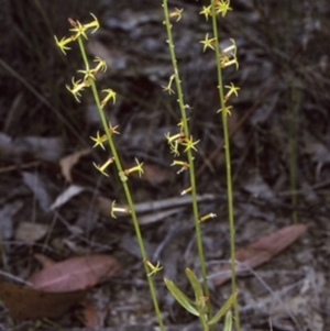 Stackhousia viminea at Yerriyong, NSW - 26 Oct 1996