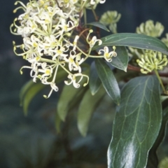 Stenocarpus salignus (Scrub Beefwood) at Mogo State Forest - 16 Nov 1997 by BettyDonWood