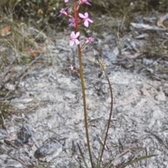 Stylidium graminifolium (grass triggerplant) at Erowal Bay, NSW - 28 Nov 1996 by BettyDonWood