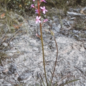 Stylidium graminifolium at Erowal Bay, NSW - 28 Nov 1996 12:00 AM