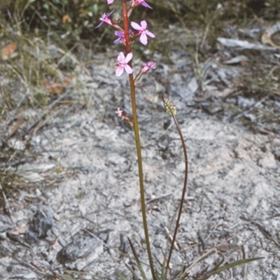 Stylidium graminifolium (grass triggerplant) at Erowal Bay, NSW - 28 Nov 1996 by BettyDonWood